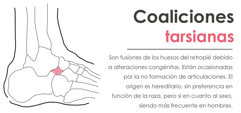coaliciones tarsianas